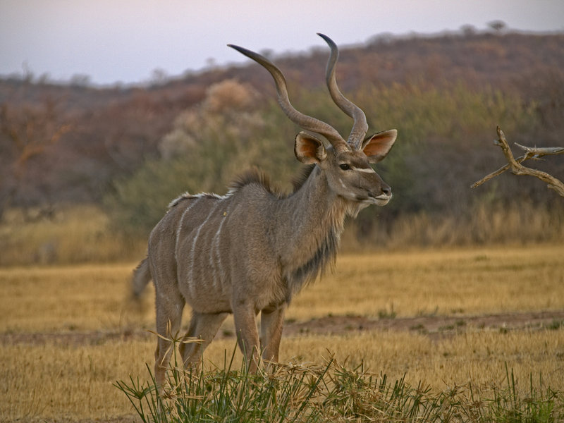 Kudu, Okonjima